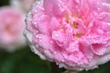 雨滴に輝くデ・モンタルヴィ、魅惑のピンクローズ / De Montarville Rose Shimmering with Raindrops, Enchanting Pink