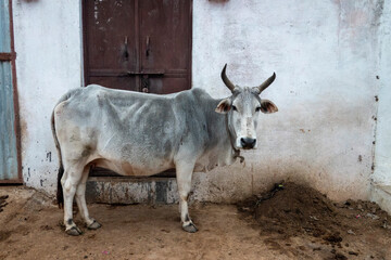 A cow on the street in the village of Alīpura, Uttar Pradesh