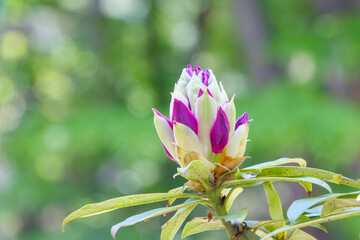 咲き始めのシャクナゲの蕾とやわらかな緑の背景