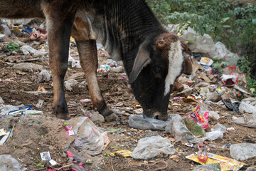A cow on the street in the village of Alīpura eating rubbish, Uttar Pradesh