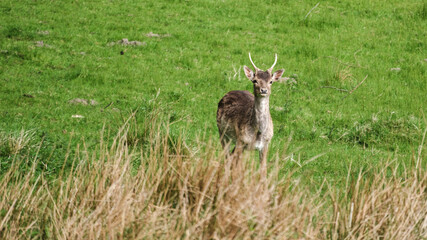Wildlife in Denmarks landscape showcasing a curious deer amidst lush greenery