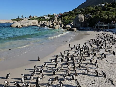 Large group of penguins are on a beach. There are many penguins in South Africa