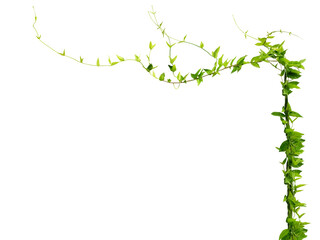 Close-up of a vine with fresh green leaves growing isolated on a png file with transparent...