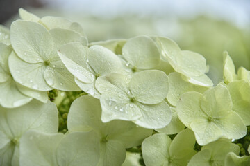 雨滴をまとったカシワバアジサイ / Oakleaf Hydrangea with Raindrops