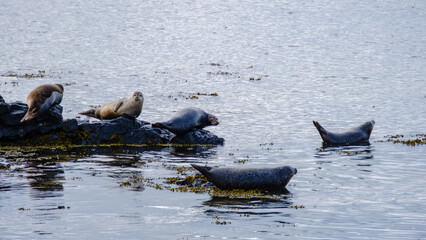 Obraz premium Seals relaxing on rocky shores of Ytri Tunga in Iceland during tranquil daylight hours