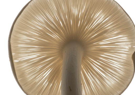 Isolated Mushroom Underside Gills Close-up