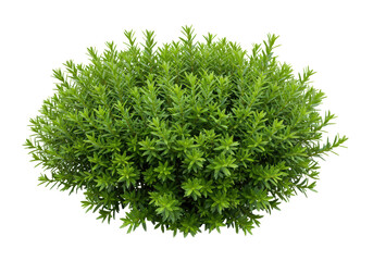 Isolated Fresh Green Bushy Shrub for Landscaping