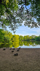 Carolasee Dresden im Sommer 