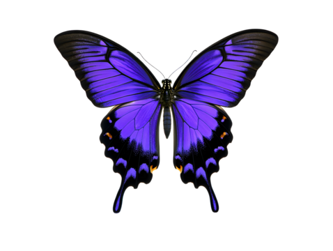 a purple butterfly with black accents on transparent background ,  no  background