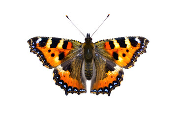 Fototapeta premium Close up of a small tortoiseshell butterfly with wings spread open on transparent background , no background