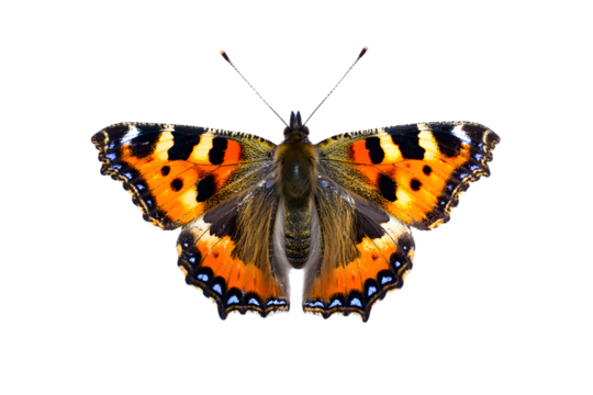 Close up of a small tortoiseshell butterfly with wings spread open on transparent background ,  no  background