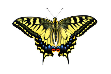 Obraz premium A vibrant yellow and black butterfly with wings spread on transparent background , no background