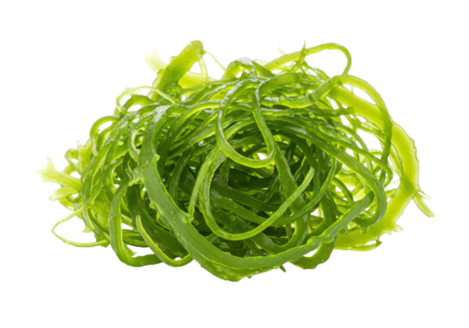 Isolated Heap of Fresh Green Seaweed