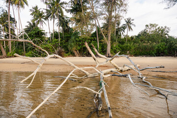 dead tree at the beach 