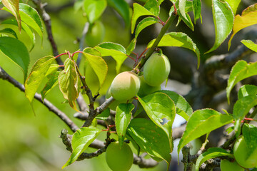 初夏に枝で育つ青梅の実