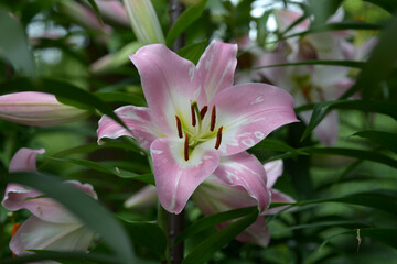 ユリ・マスター