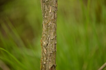 Immature Green Fruits of Abeliophyllum distichum in Close View