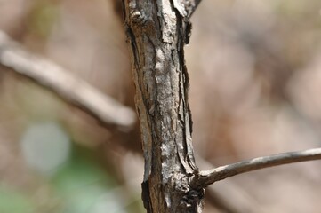 Close-up of Woody Bark on Abeliophyllum distichum Stem