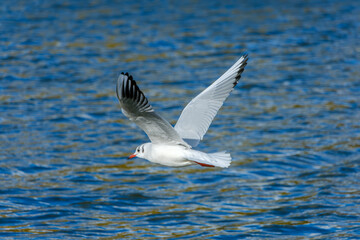 水面を背景に飛翔するユリカモメ