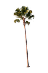 Sugar palm tree isolated on white background