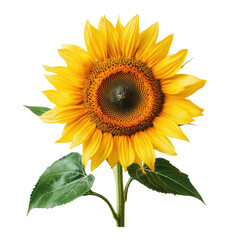 Fototapeta premium Isolated sunflower image for summer backgrounds and floral designs stock photos images