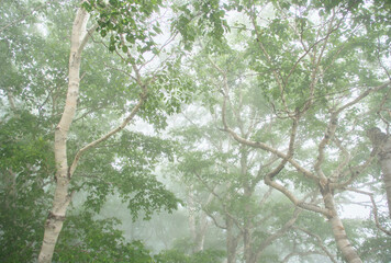 霧に包まれた初夏の森の風景 / A foggy early summer forest landscape