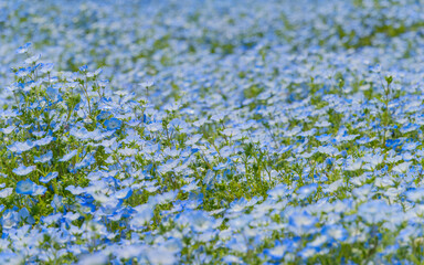 広がるネモフィラの青い花畑