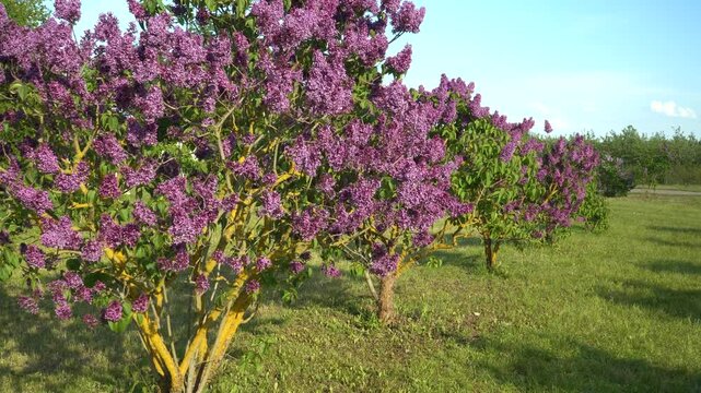 From an open field of blooming lilac trees to vivid close-ups of clustered purple blossoms, this scene captures spring&rsquo;s vibrant floral abundance and texture in the Dobele Lilac Garden, Latvia.