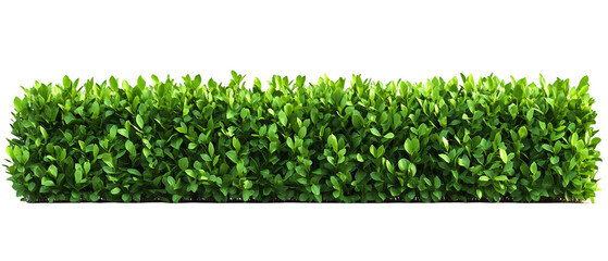 Lush green hedge showcases neat leaves against a dark backdrop, ideal for landscaping or garden design projects requiring a natural touch, transparent background