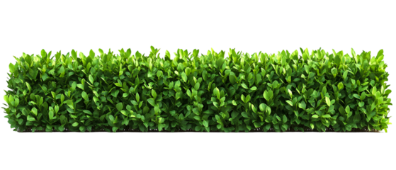 Lush green hedge showcases neat leaves against a dark backdrop, ideal for landscaping or garden design projects requiring a natural touch, transparent background