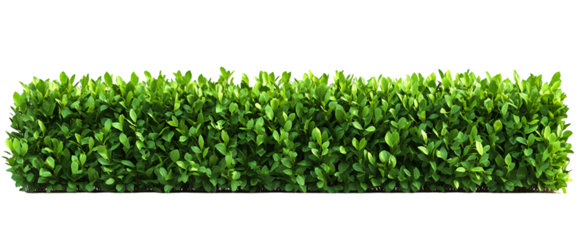Lush green hedge showcases neat leaves against a dark backdrop, ideal for landscaping or garden design projects requiring a natural touch, transparent background