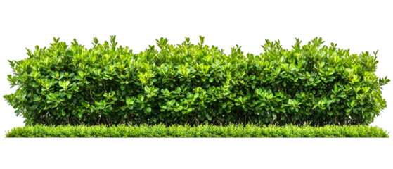 Lush green hedge row with fresh leaves isolated on black offers design flexibility for garden and landscape compositions, transparent background