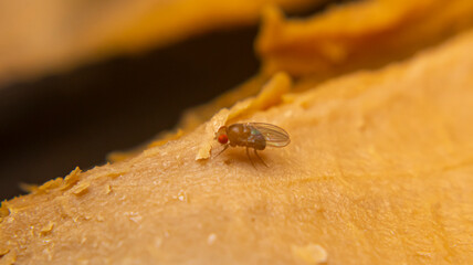 Close-up of Drosophila melanogaster fruit flies clustering on spoiled rice, showing detailed texture of decay and pest activity in macro view.