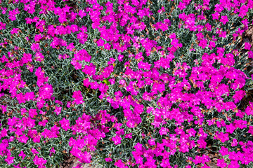 Glade background of pink flowers on a background of green grass. Nature, flora and flora.