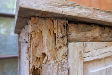 A close-up of a wooden surface severely damaged by termites, showcasing splintered, hollow, and...