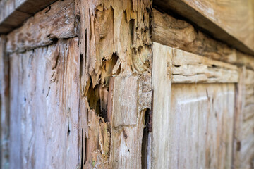A close-up of a wooden surface severely damaged by termites, showcasing splintered, hollow, and...