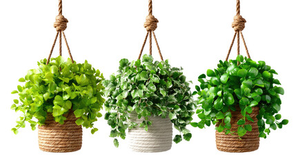 Hanging Garden Trio: Showcasing a trio of lush, verdant hanging plants, each in a textured pot and suspended by natural rope, symbolizing nature's elegant simplicity.