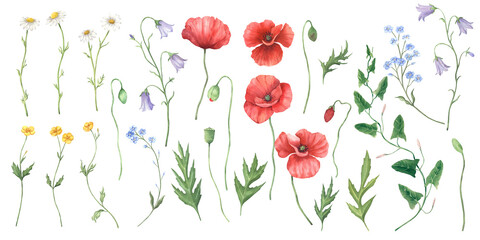 Watercolor wildflowers collection of red poppies, buttercups, forget-me-nots, bellflowers, bindweed, chamomiles. Isolated on a white background. For greeting and invitational cards, prints, packaging.
