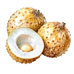 Longan Slice, watercolor illustration vector, isolated on a white background.