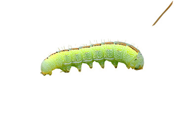 Obraz premium Green Caterpillar Closeup Insect Larva, Nature, Macro Photography