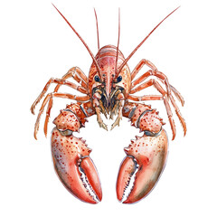 Lobster Close Up, watercolor vector, isolated on a white background.