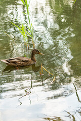  Brown duck swims near green reeds in calm lake water with ripples and reflected foliage.
