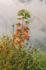 Small plant with red and green maple leaves grows by lake, surrounded by tall grass and water.
