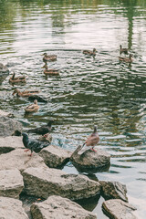 Several ducks swim while pigeons stand on rocks at lake edge with circular ripples on surface.
