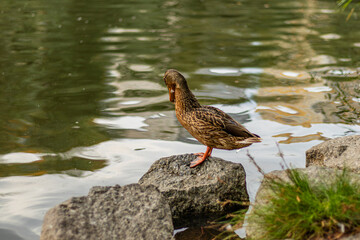 Brown duck stands on large rock at lake shore, looking down at water reflection.
