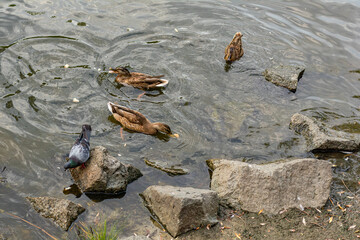  Ducks feeding on bread pieces near rocks, one pigeon stands close by on shoreline.
