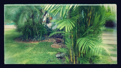tropical jungle background
