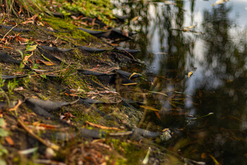 Closeup of lake shore with moss, fallen leaves, and erosion control mesh fabric near water edge.
