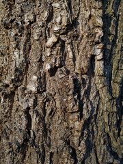 Close-up of tree bark texture (poplar). Pattern and rough grainy surface for eco projects and...