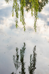 Willow branches hang over water with reflections of sky, tree silhouettes, and scattered ripples.
